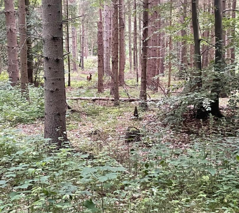 Photo of Others in Holloselund