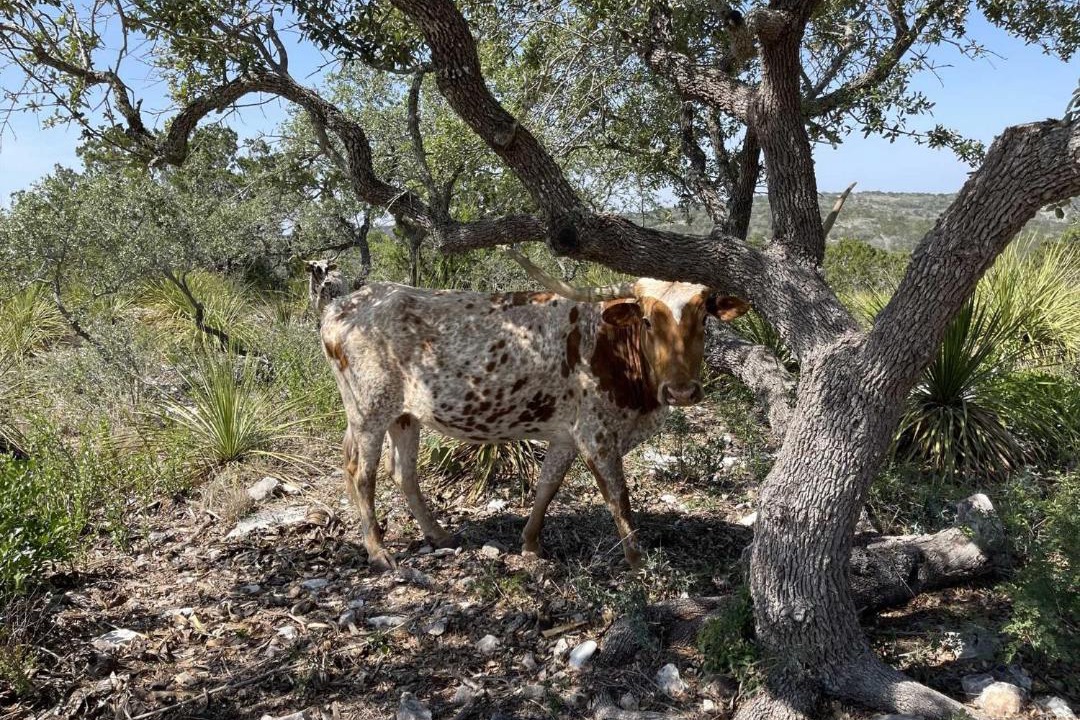 Photo of Outdoor in Hondo