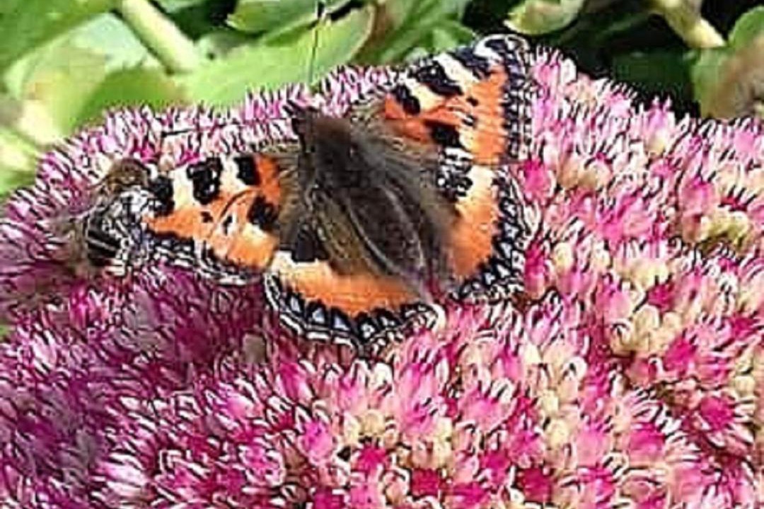 Photo of Others in Hatherleigh