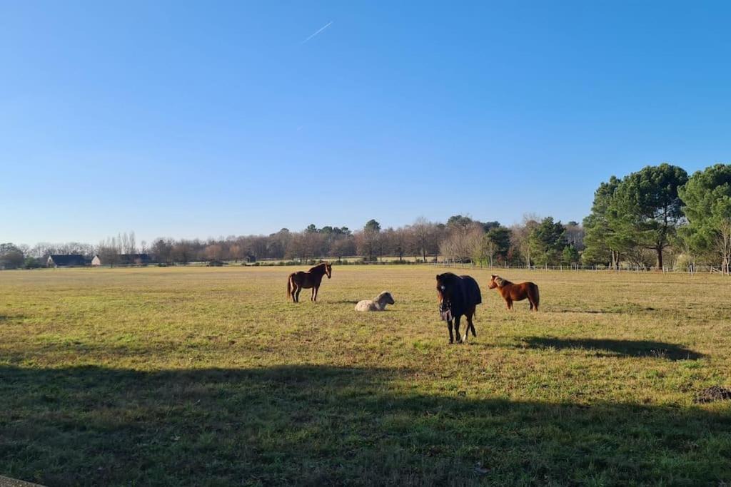 Photo of Outdoor in Thoree-les-Pins