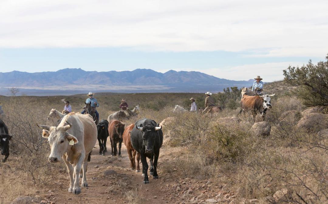 Photo of Others in Tombstone