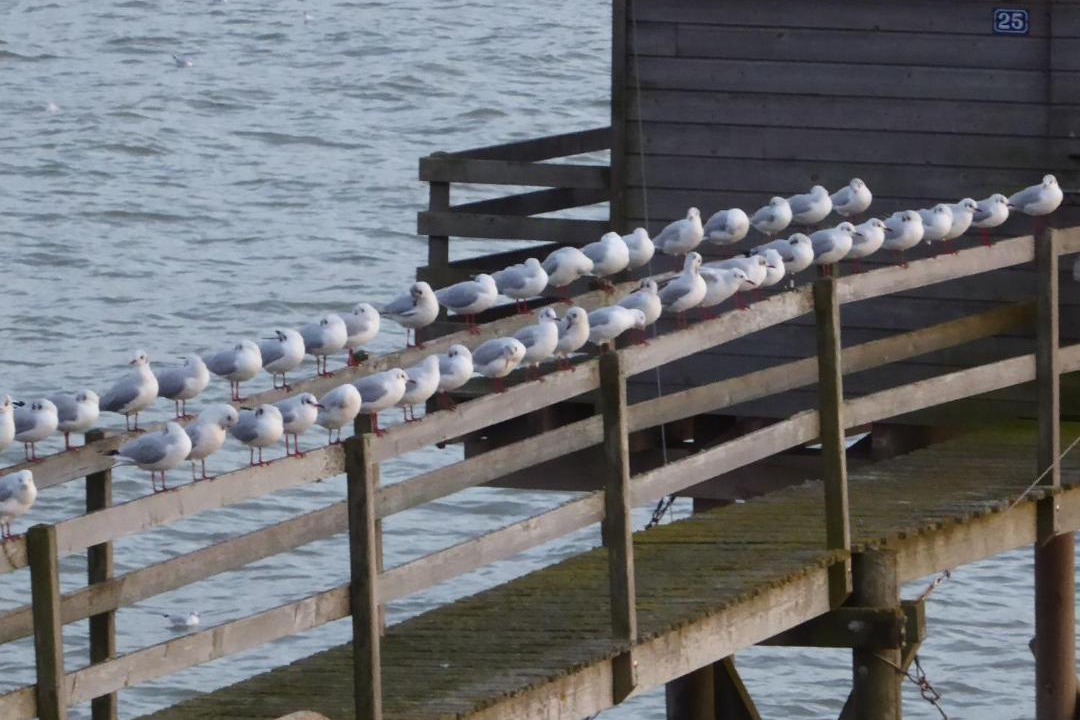 Photo of Others in Saint-Brevin-l'Ocean