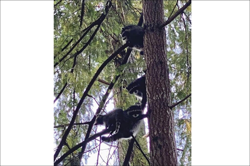 Photo of Patio Balcony in Lakebay