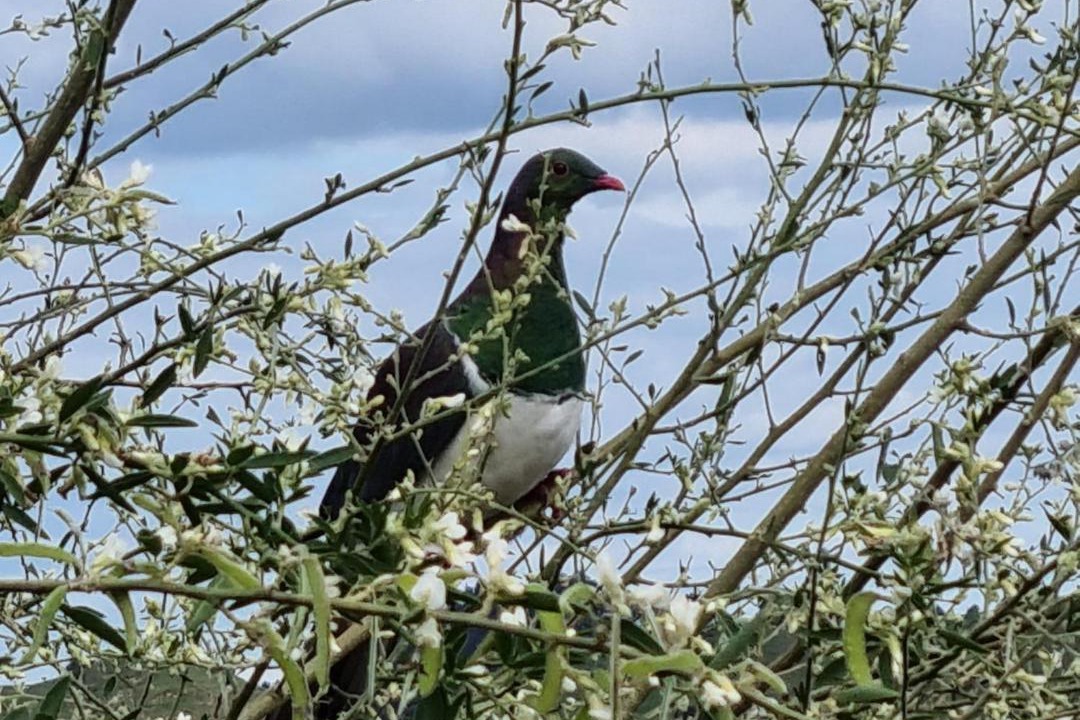 Photo of Others in Otorohanga