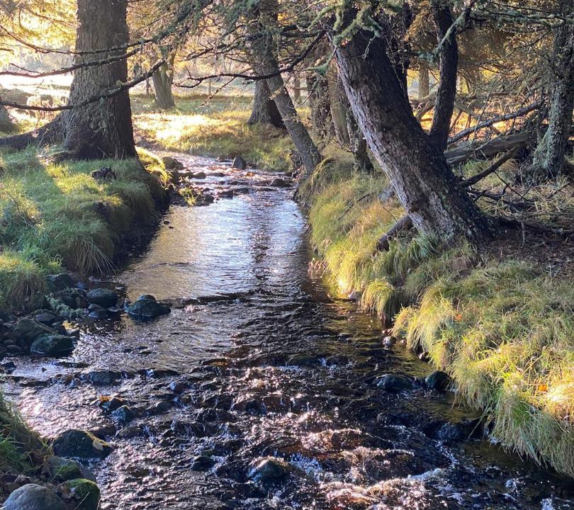 Photo of Others in Forsinard