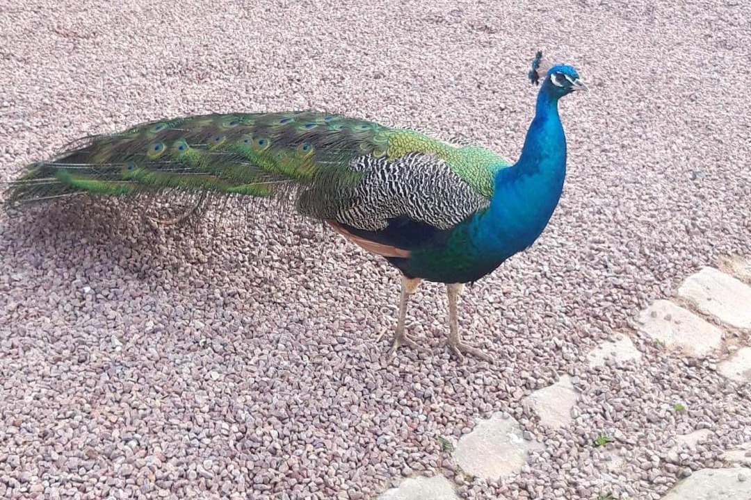 Photo of Bedroom in Sarceaux