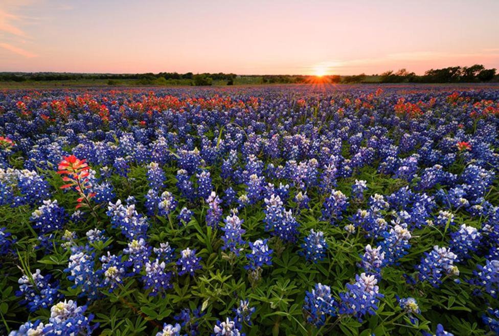 Photo of Others in Waxahachie