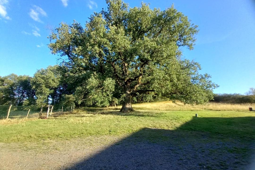 Photo of Others in Pindray