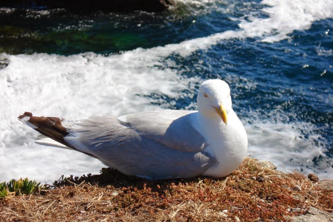 Photo of Others in Cherbourg-en-Cotentin