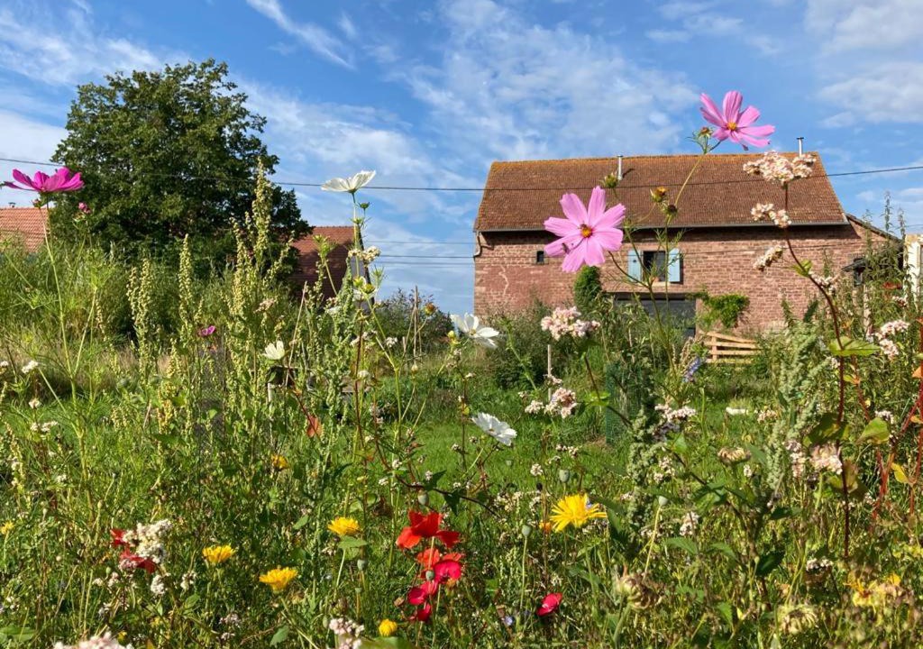 Photo of Buildings in Phalsbourg