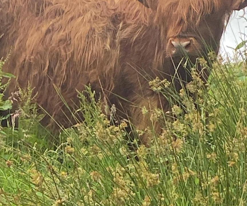 Photo of Others in Strathblane