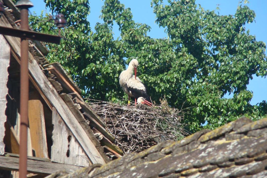 Photo of Others in Sisak