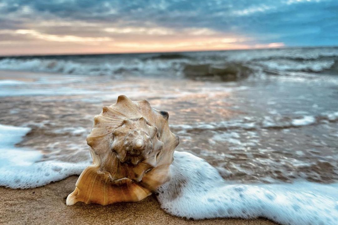 Photo of Others in Chincoteague