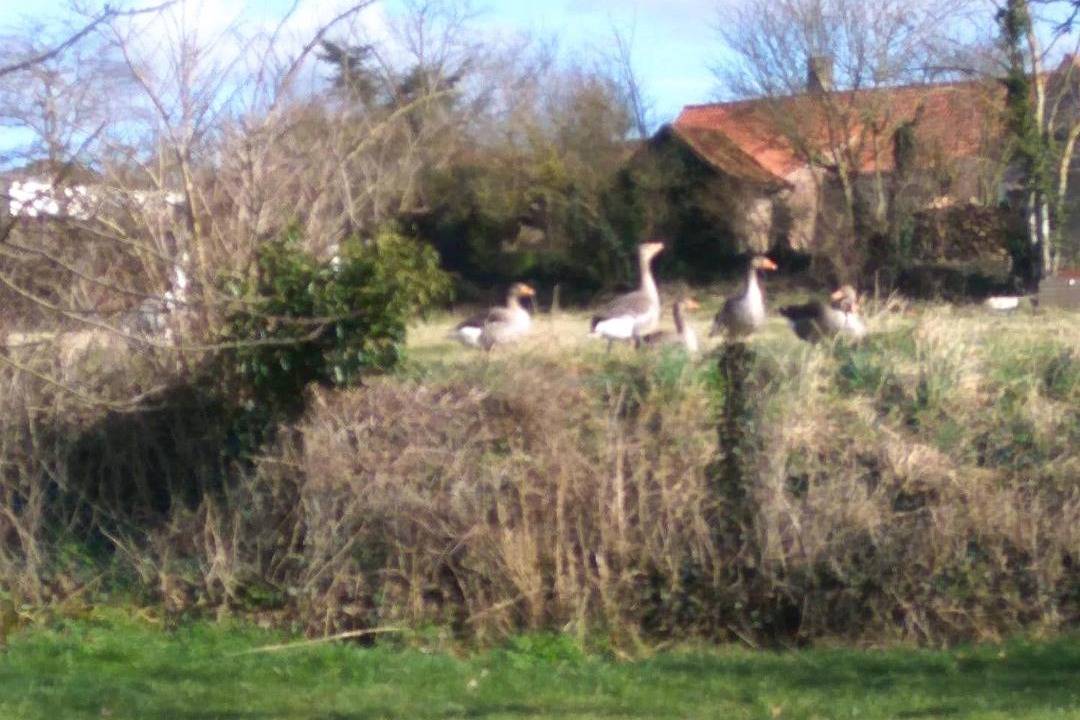 Photo of Others in Conchil-le-Temple