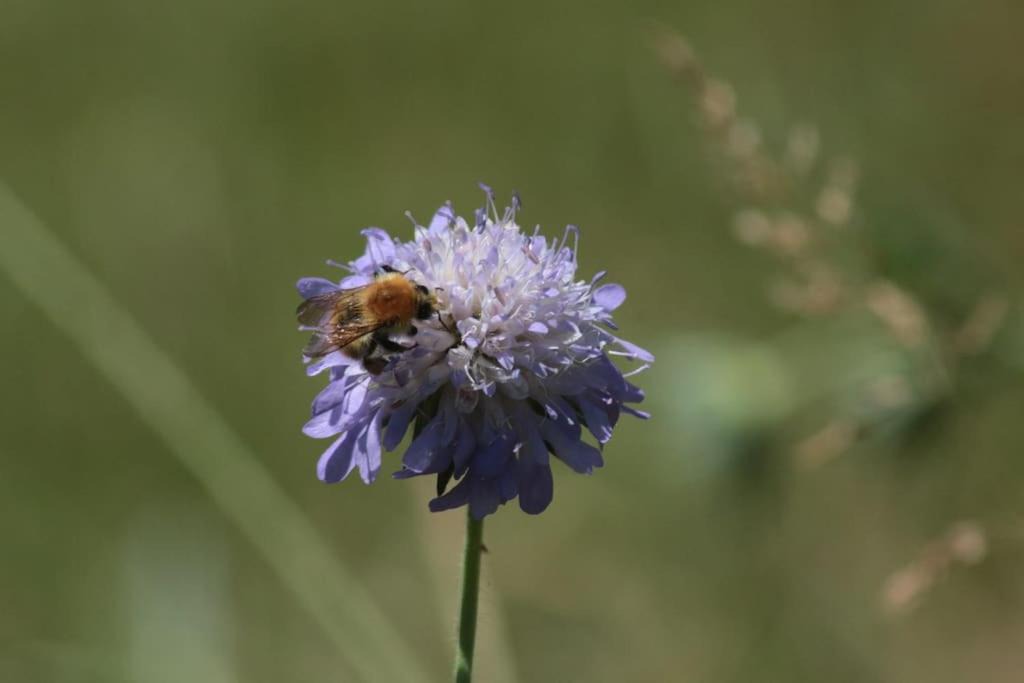 Photo of Others in Lizant