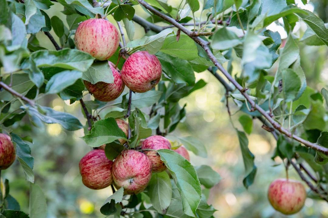 Photo of Others in Masterton District