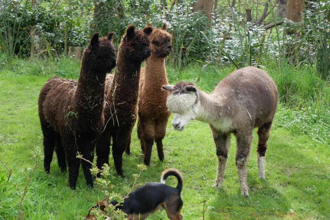 Photo of Human In Picture in Masterton District