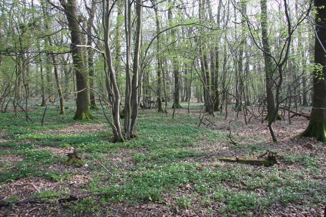 Photo of Others in Piltdown