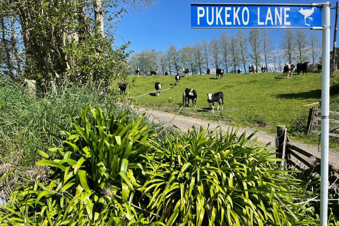 Photo of Buildings in Lower Kaimai