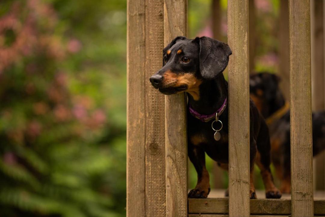 Photo of Others in Corfe Castle