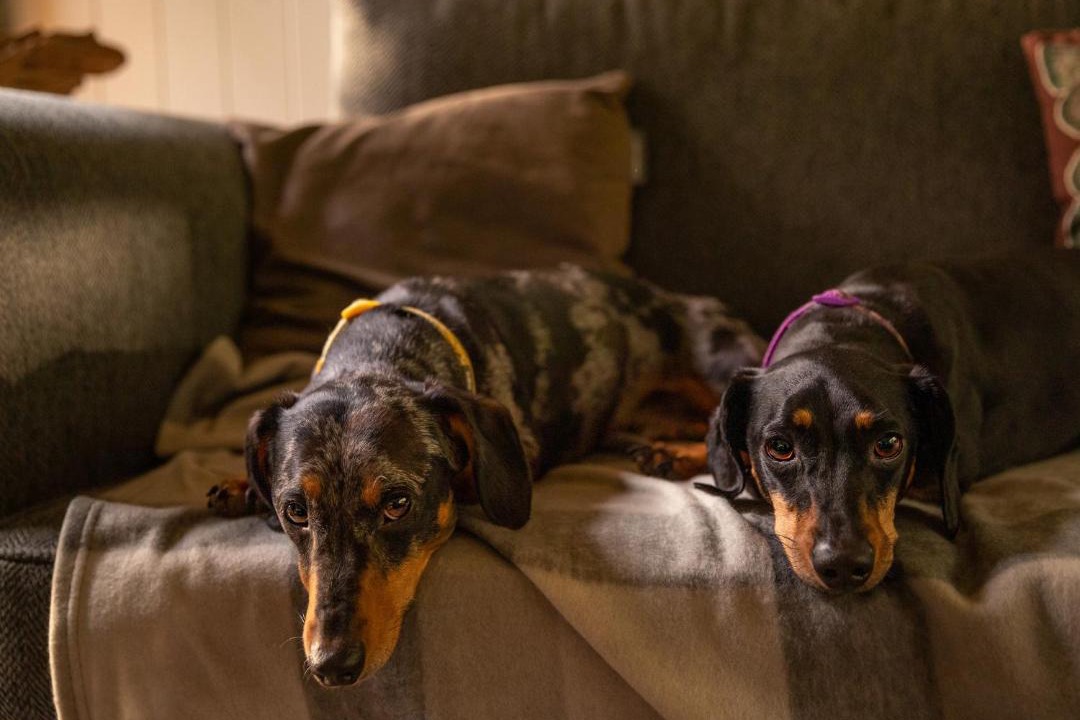 Photo of Others in Corfe Castle
