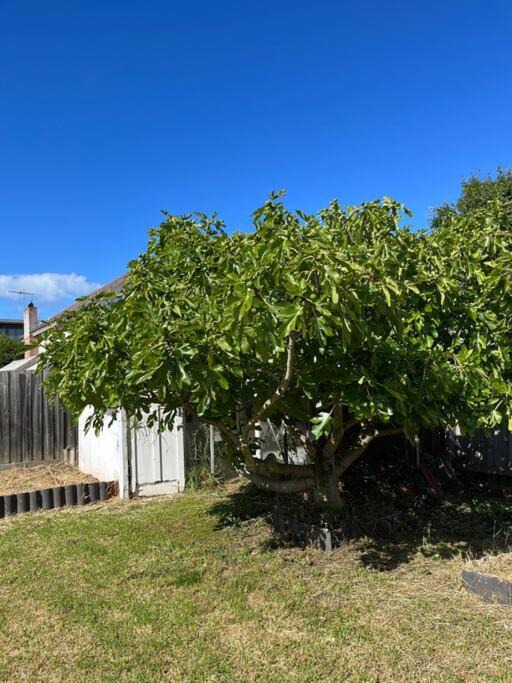 Photo of Others in McKinnon