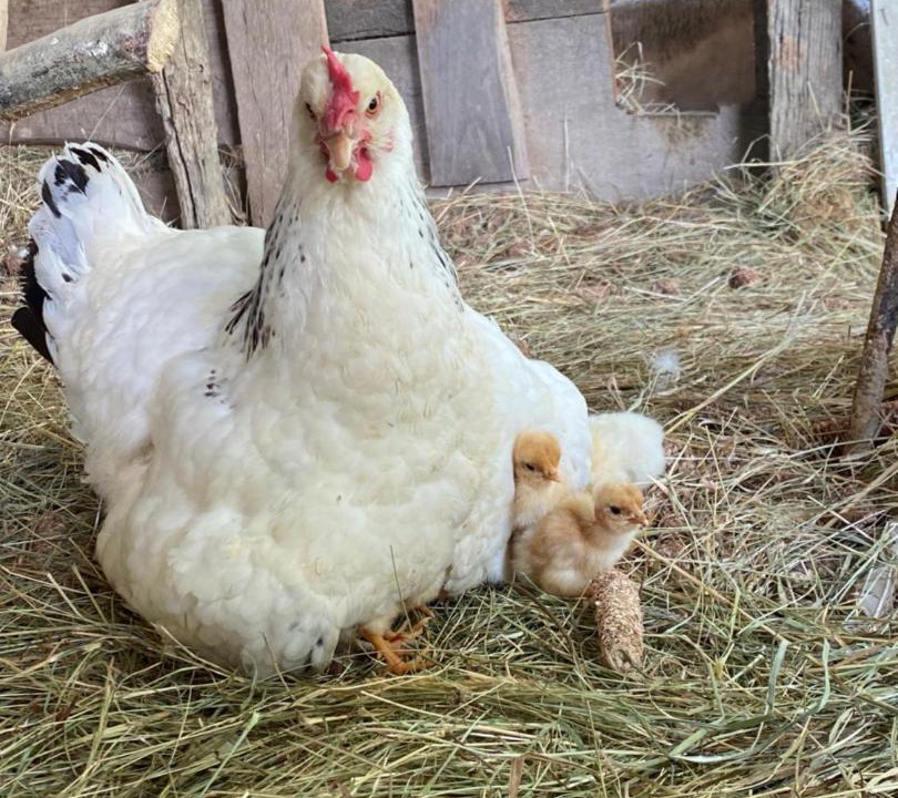 Photo of Others in Salies-de-Bearn