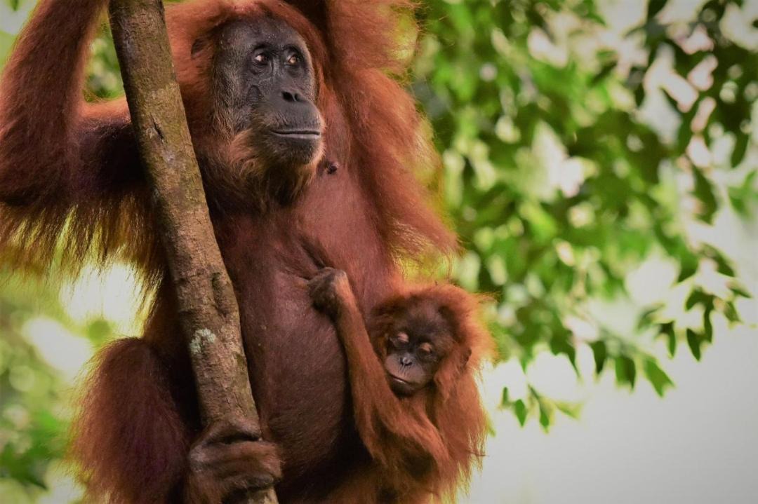 Photo of Human In Picture in Bukit Lawang
