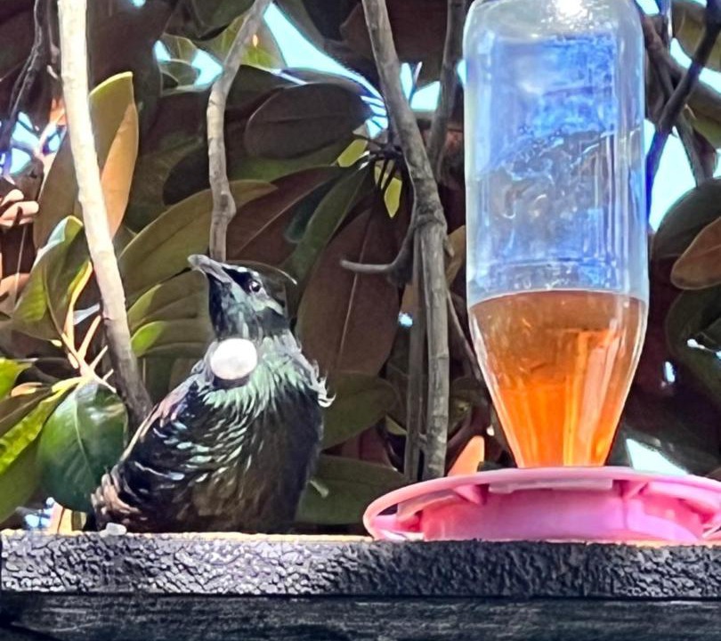 Photo of Others in Narrow Neck