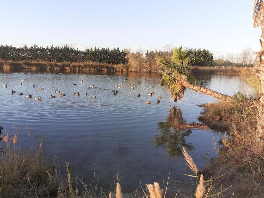 Photo of Outdoor in Saint-Laurent-d'Aigouze
