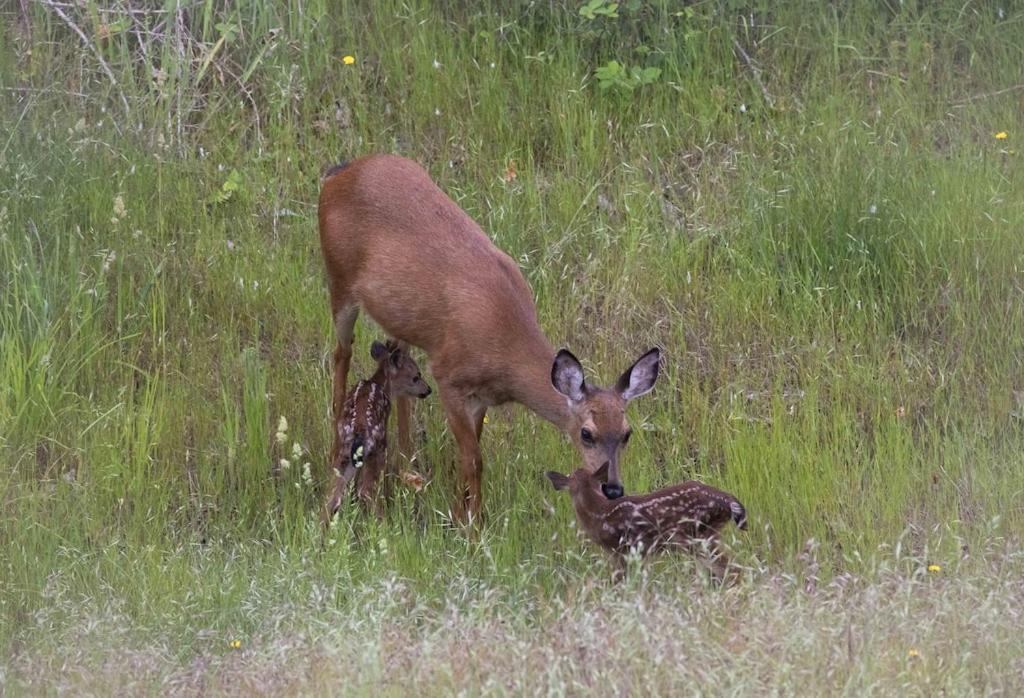 Photo of Others in Fox Island