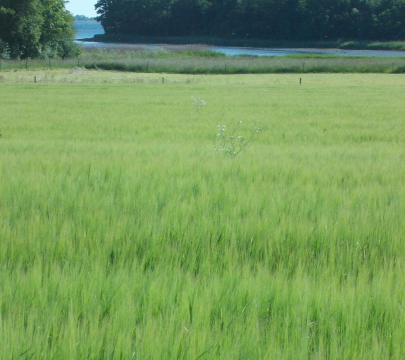 Photo of Others in Bandholm