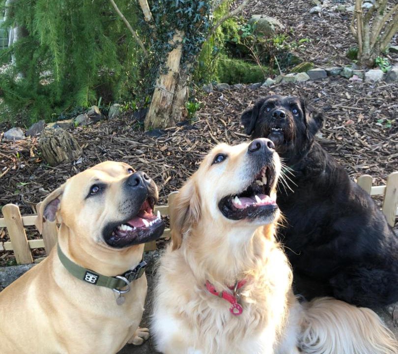 Photo of Others in Heligan