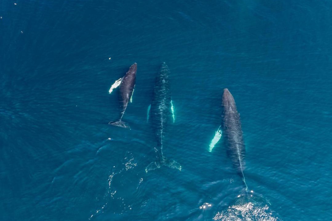 Photo of Others in Saint Michaels