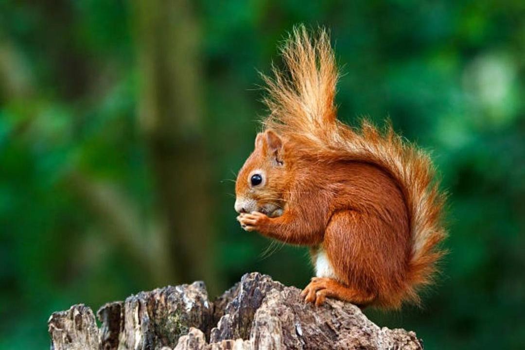 Photo of Others in Pitlochry