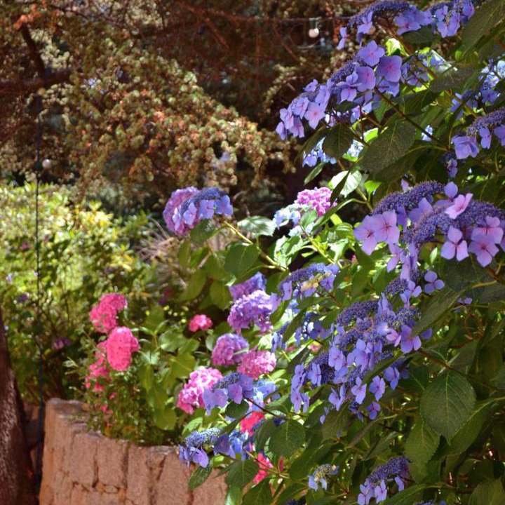 Photo of Others in Bocognano