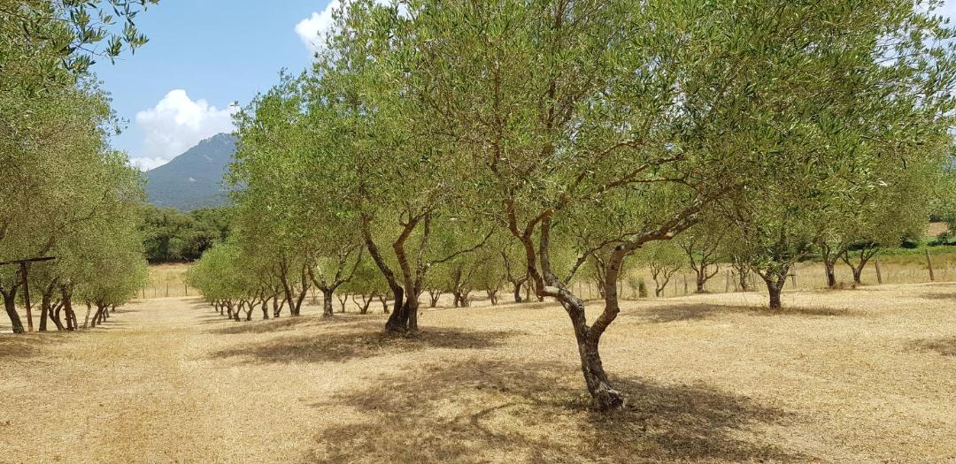 Photo of Others in Sartene