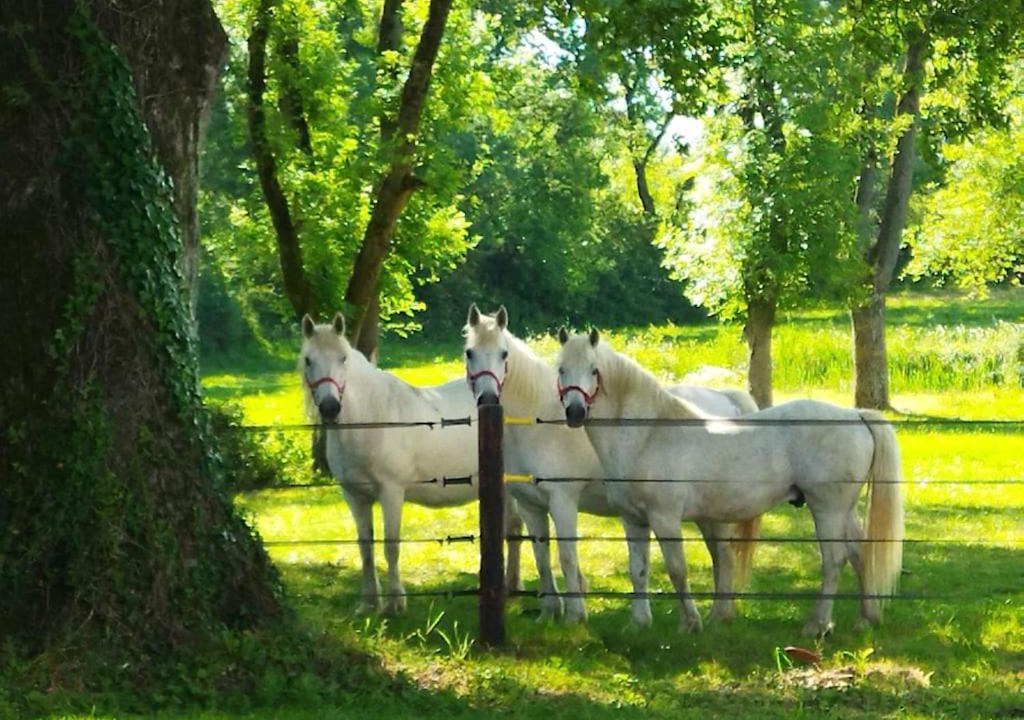 Photo of Others in Le Landreau