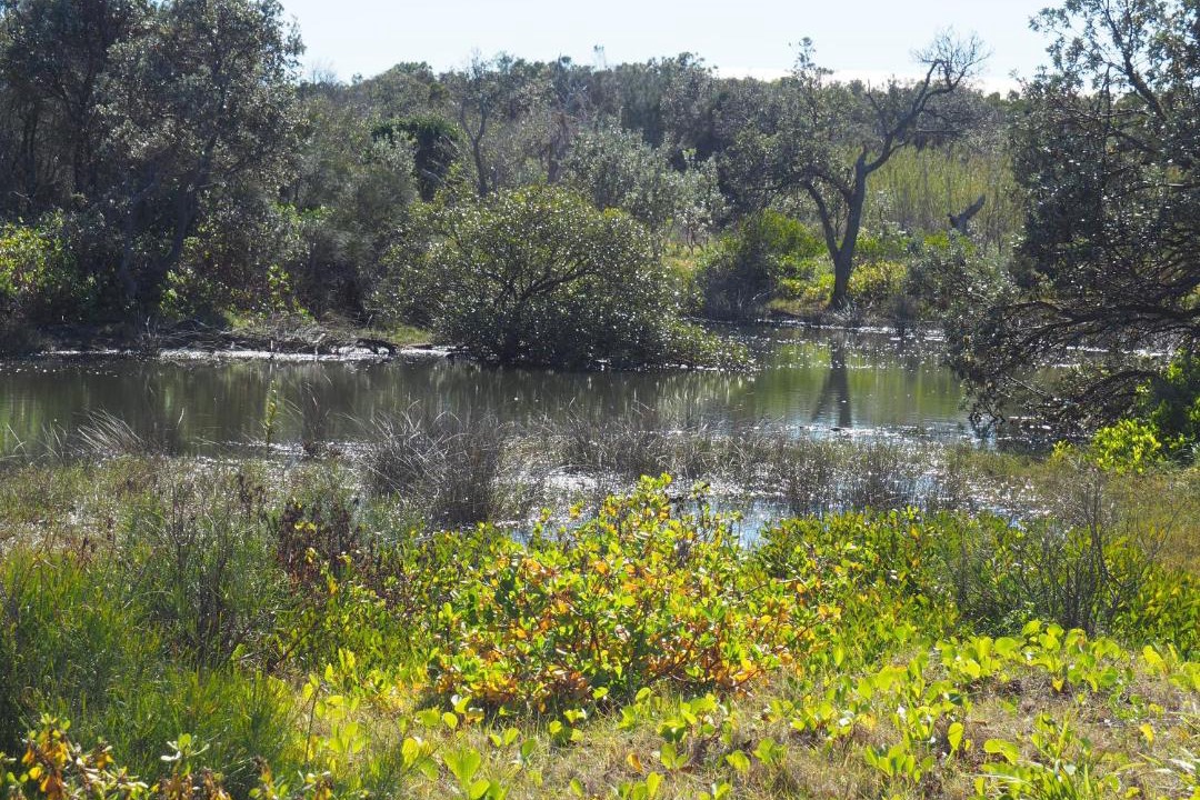 Photo of Others in Corindi Beach