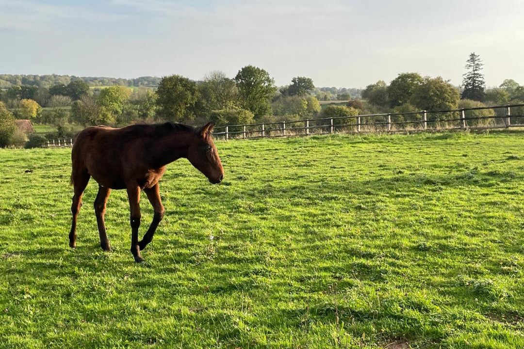 Photo of Others in Joue-du-Plain