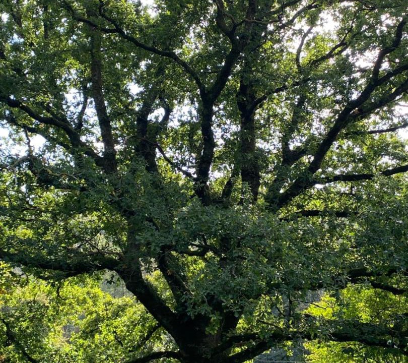 Photo of Outdoor in Brushford