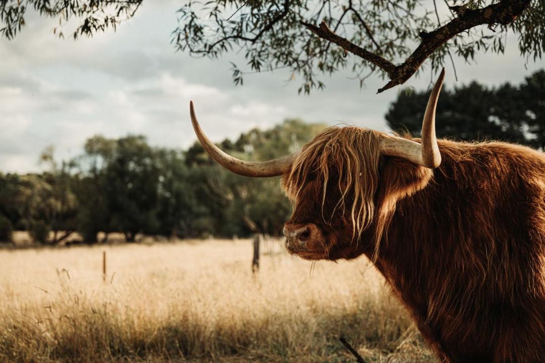 Photo of Outdoor in Pipers Creek