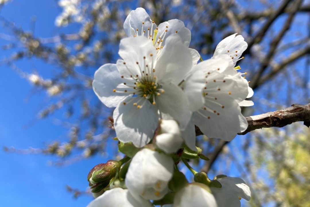 Photo of Others in Pontorson