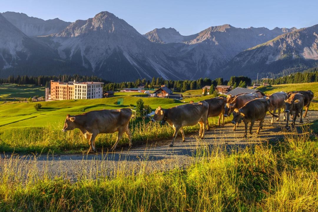 Photo of Others in Arosa