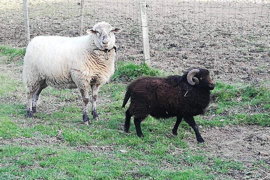 Photo of Others in Saint-Dizier-les-Domaines