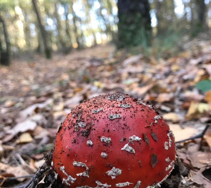 Photo of Others in Le Mesnil-Germain
