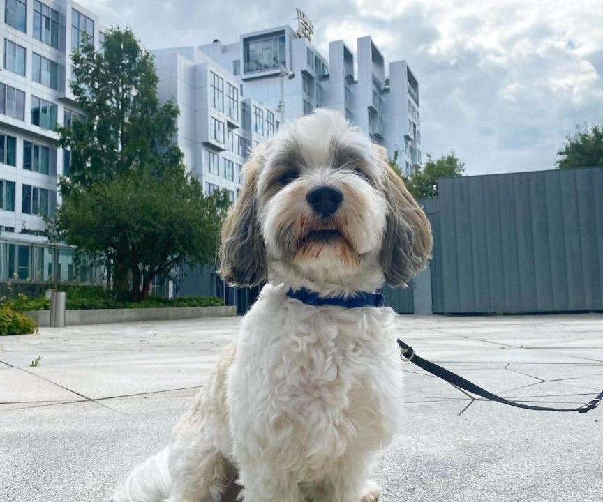 Photo of Others in København V