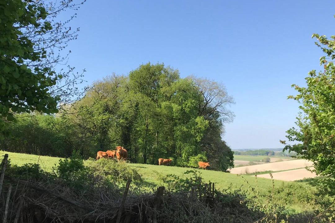 Photo of Outdoor in Sud Charente