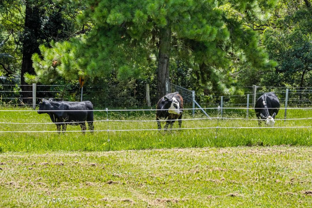 Photo of Others in Tintenbar