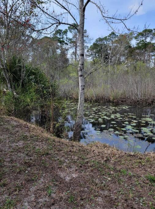 Photo of Others in Steinhatchee